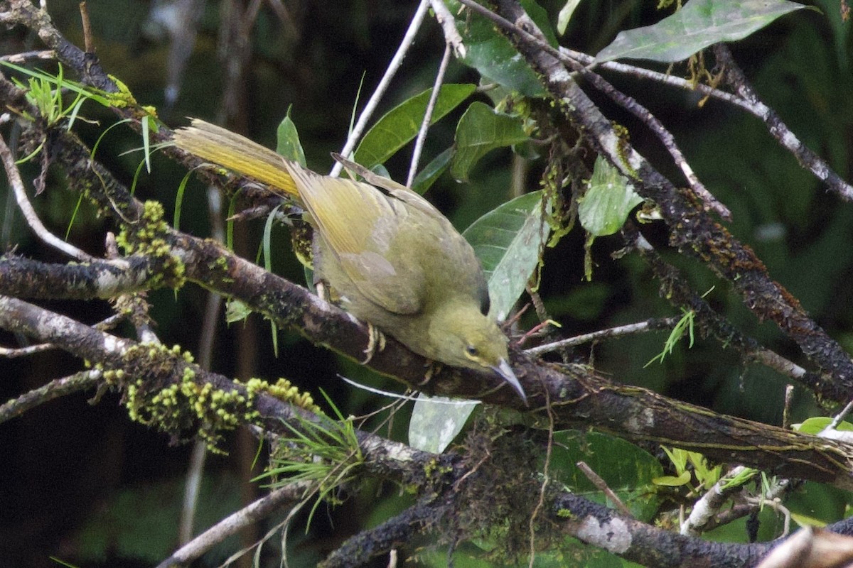 Méliphage de Viti Levu - ML644099579