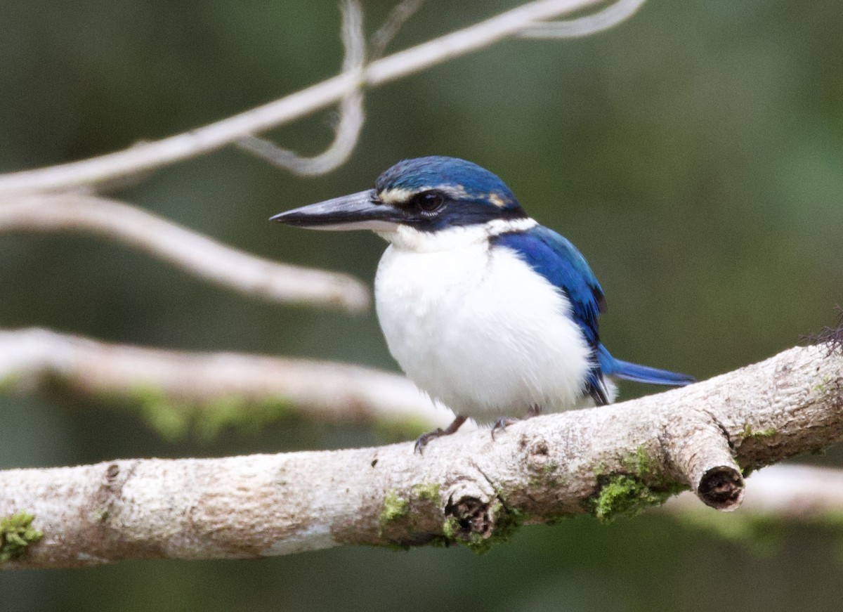 Pasifik Yalıçapkını - ML644099591