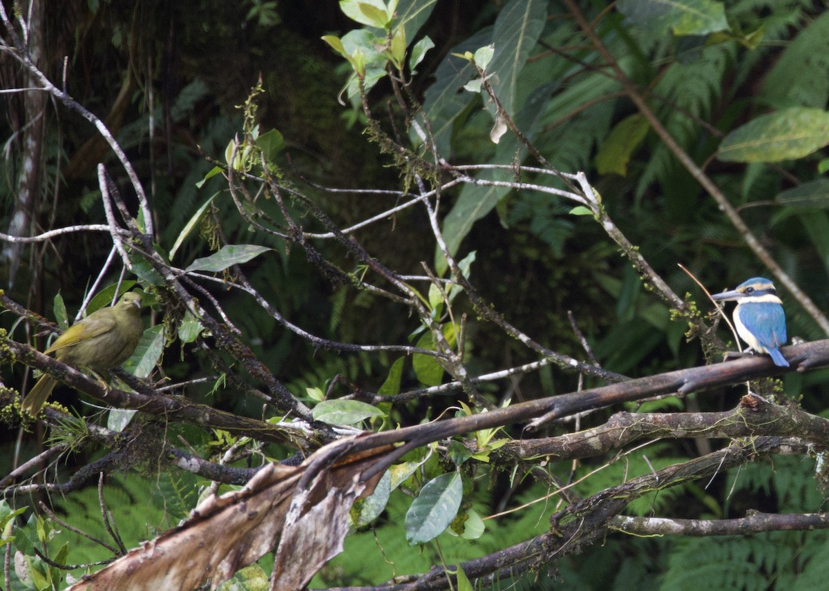 Pasifik Yalıçapkını - ML644099592