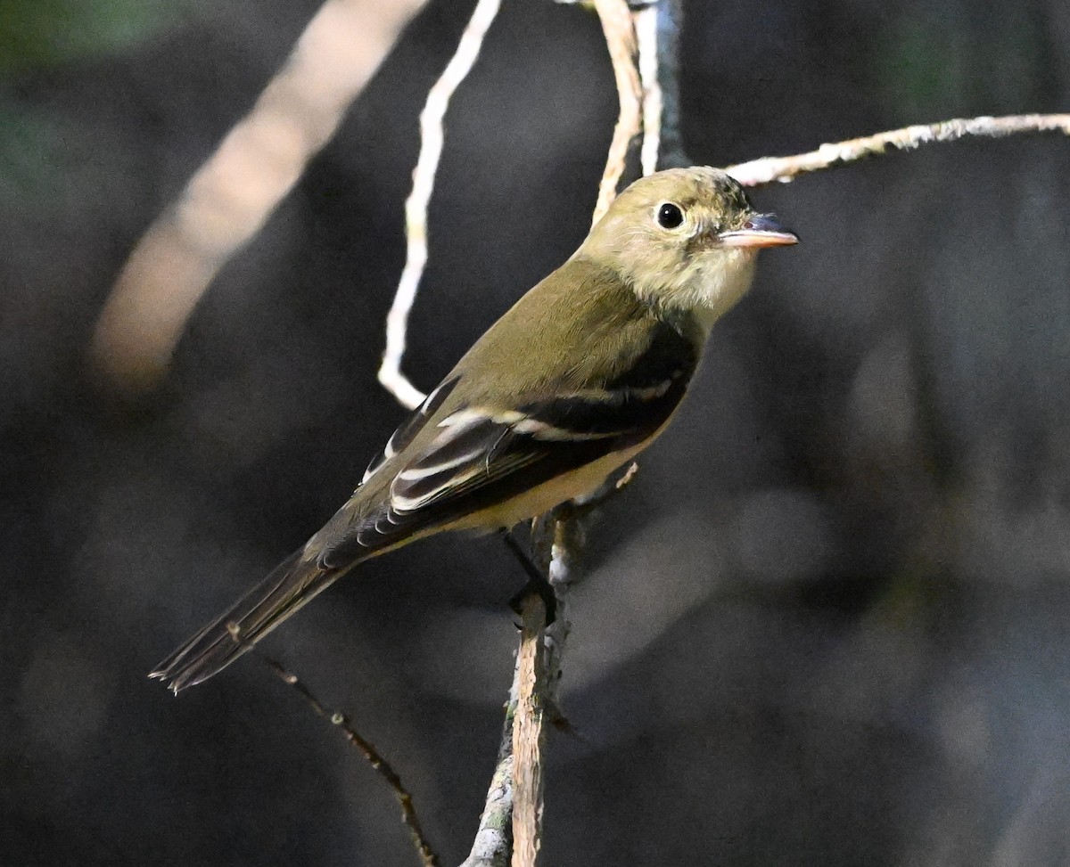 Acadian Flycatcher - ML644099624