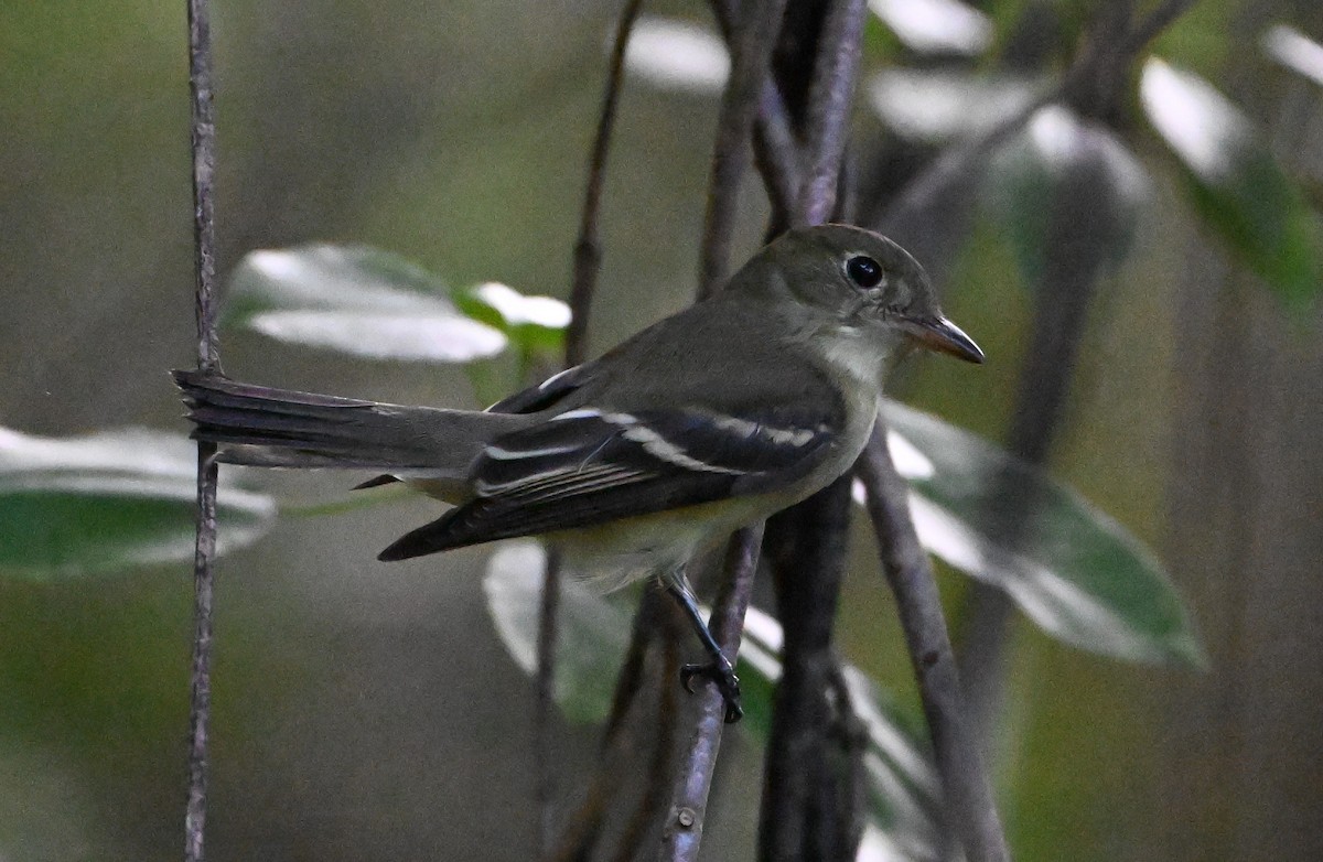 Acadian Flycatcher - ML644099625