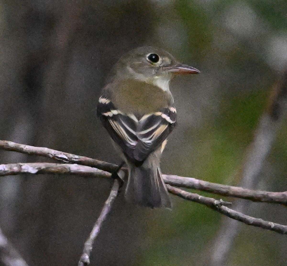 Acadian Flycatcher - ML644099626
