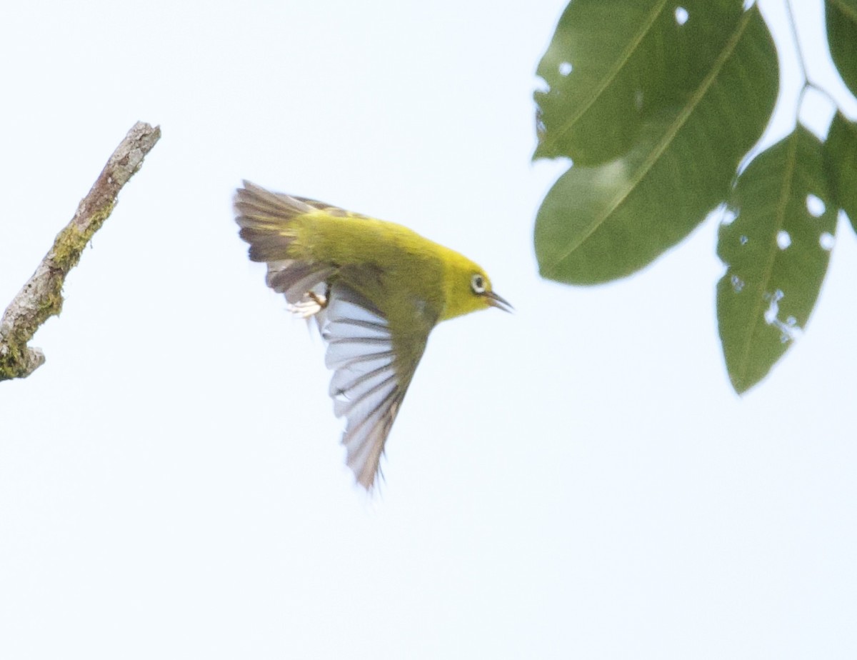 Fiji White-eye - ML644099636