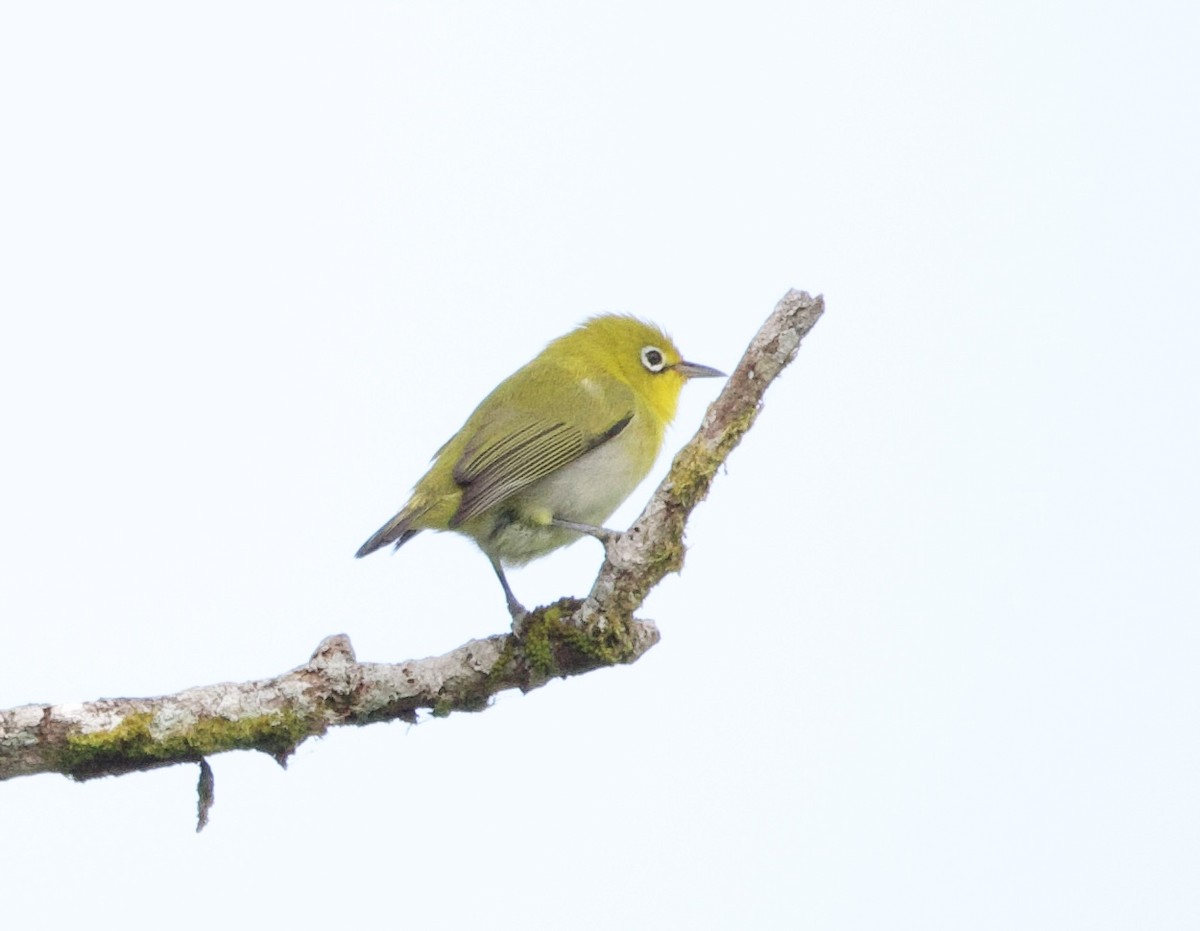 Fiji White-eye - ML644099637