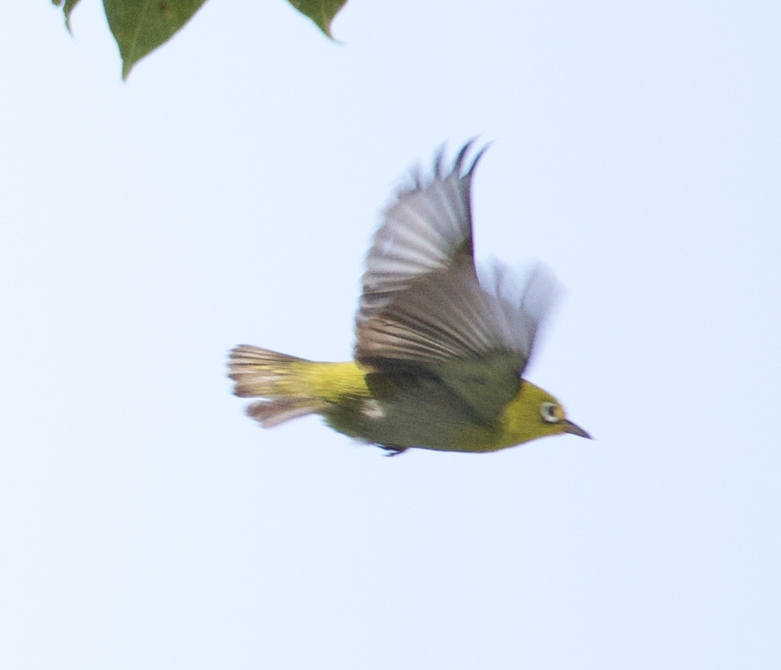 Fiji White-eye - ML644099638