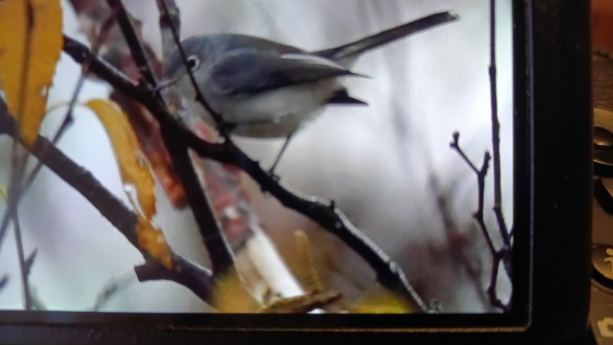 Blue-gray Gnatcatcher - ML644099639