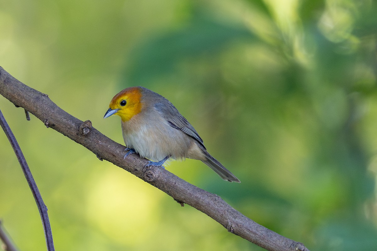Orange-headed Tanager - ML644099663