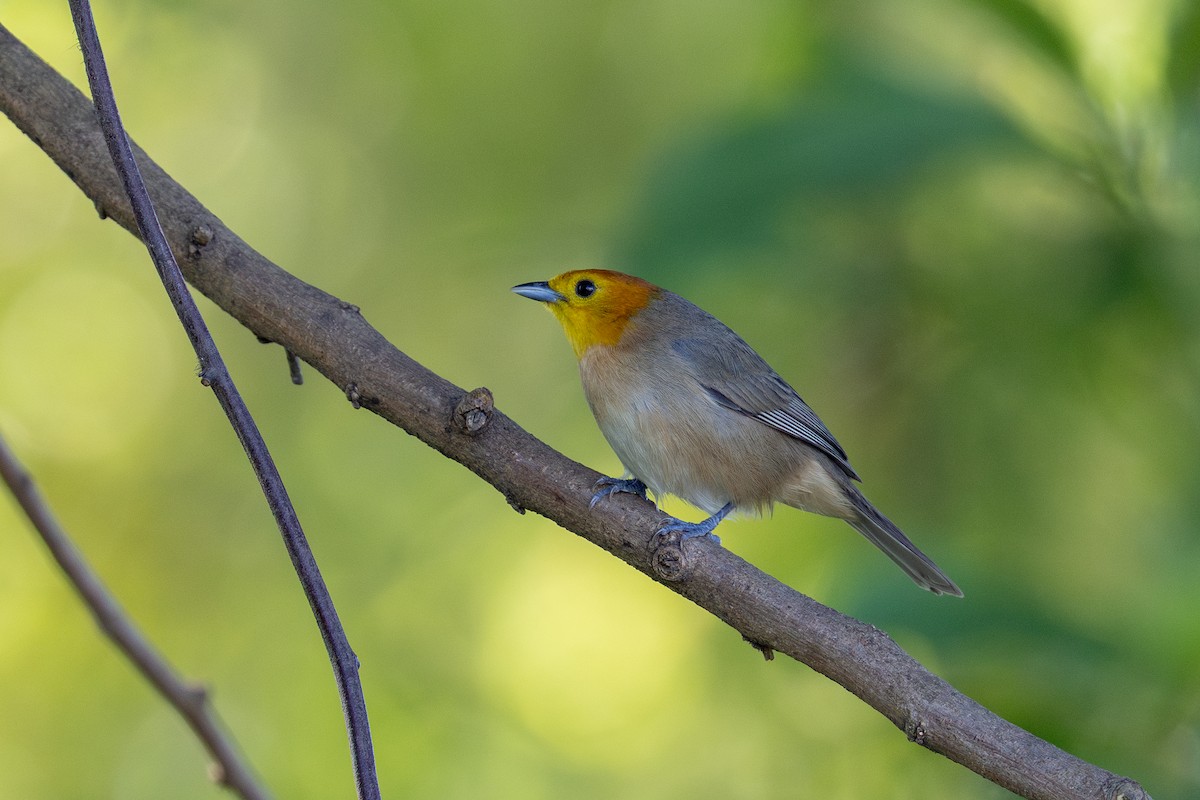 Orange-headed Tanager - ML644099664