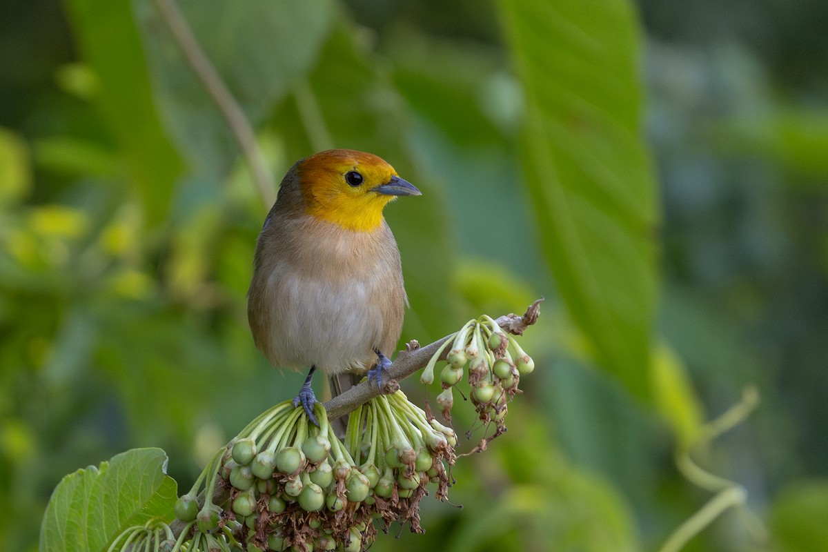 Orange-headed Tanager - ML644099665