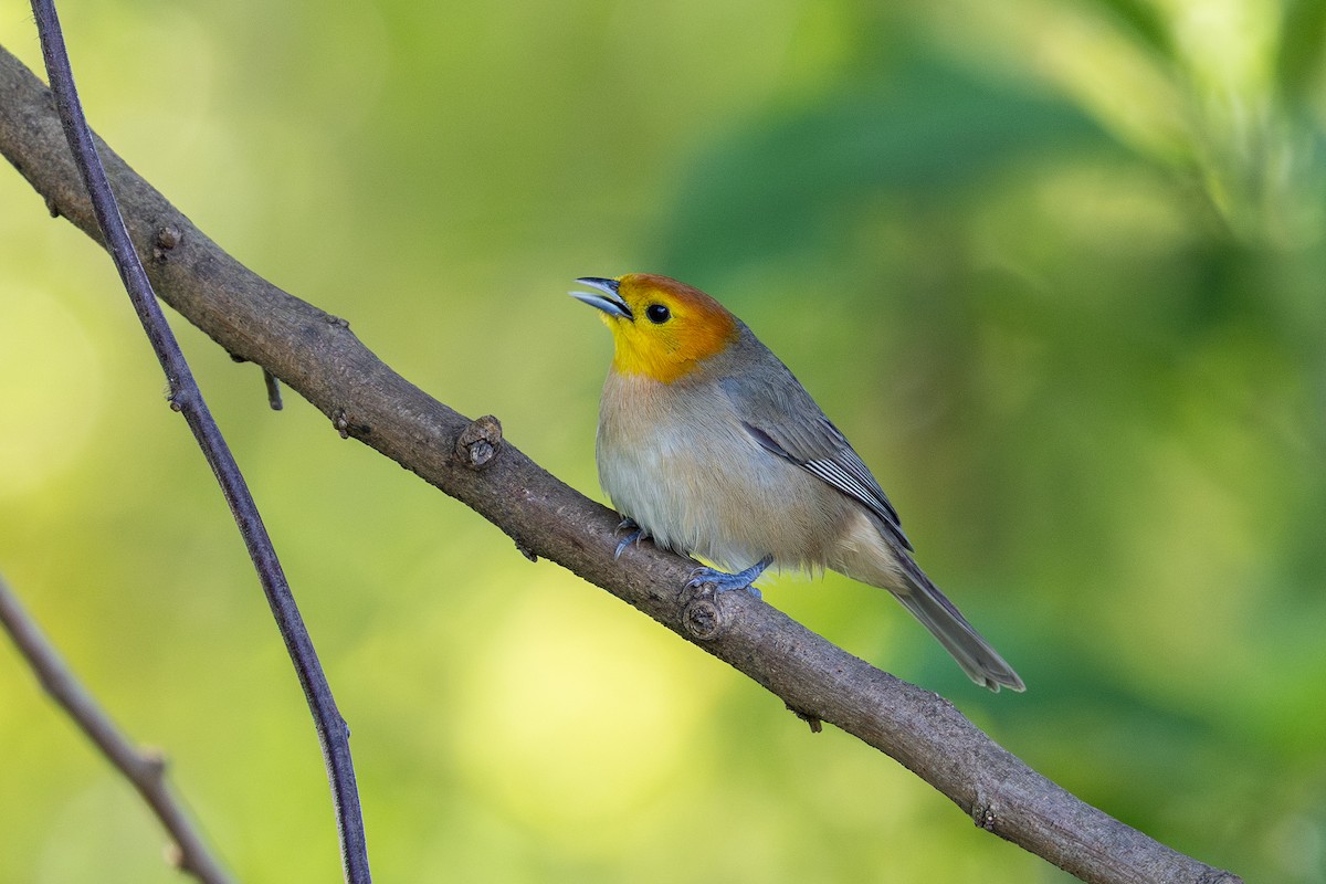 Orange-headed Tanager - ML644099666