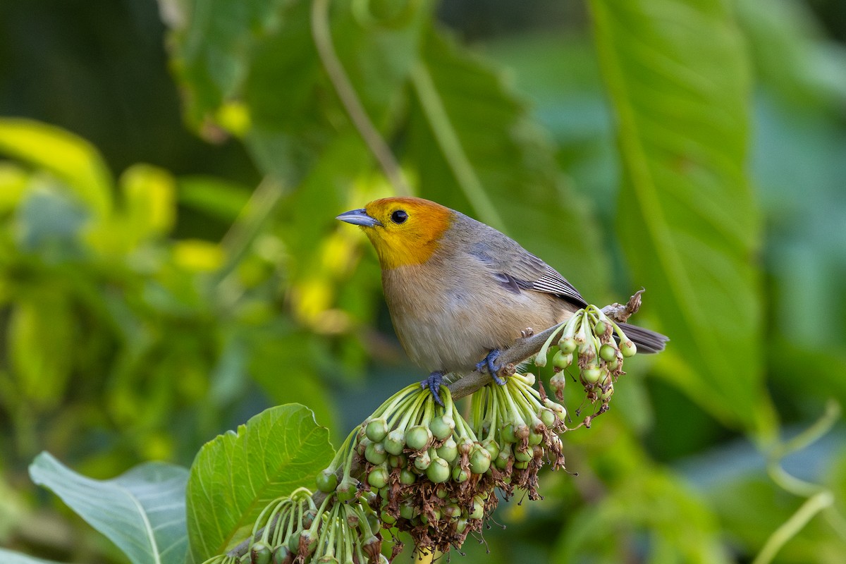 Orange-headed Tanager - ML644099667
