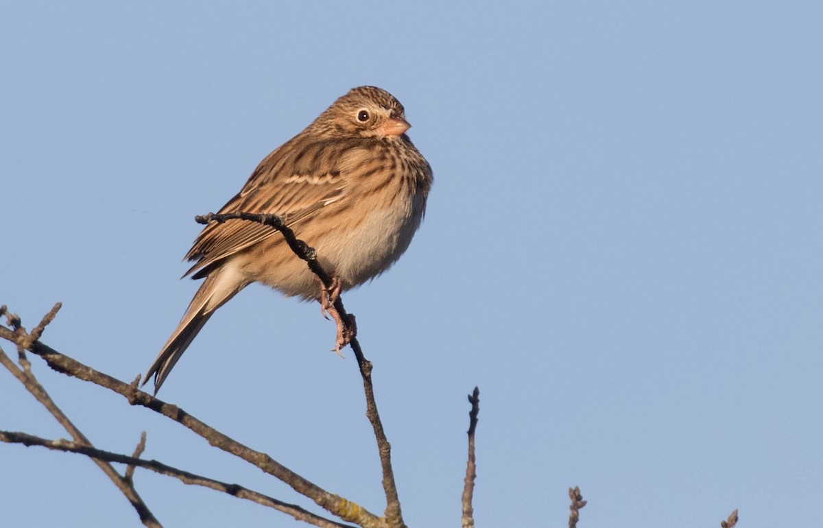 Vesper Sparrow - ML644099687