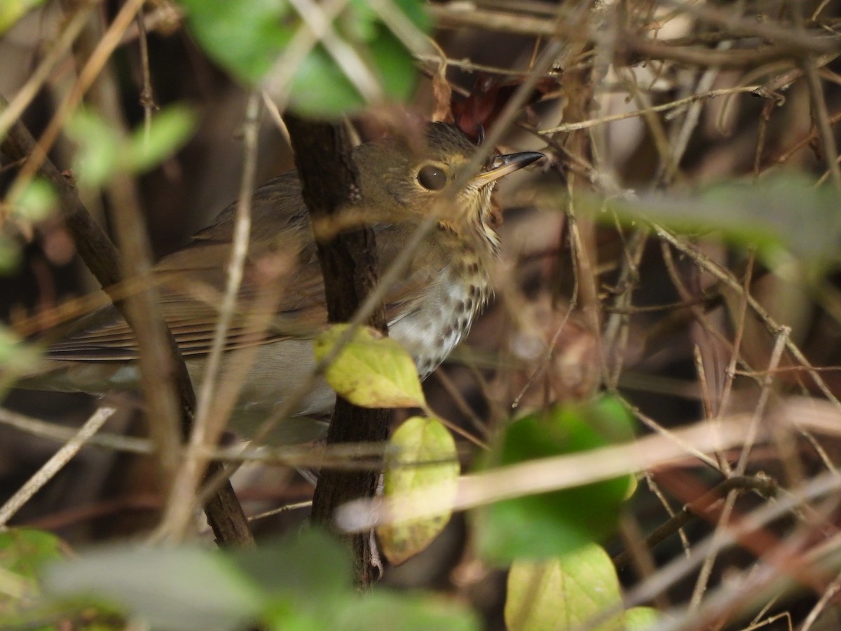 Swainson's Thrush - ML644099703