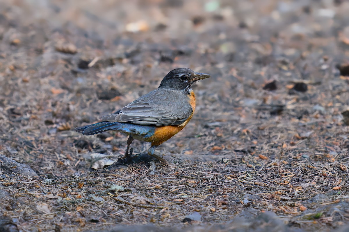 American Robin - ML644099708