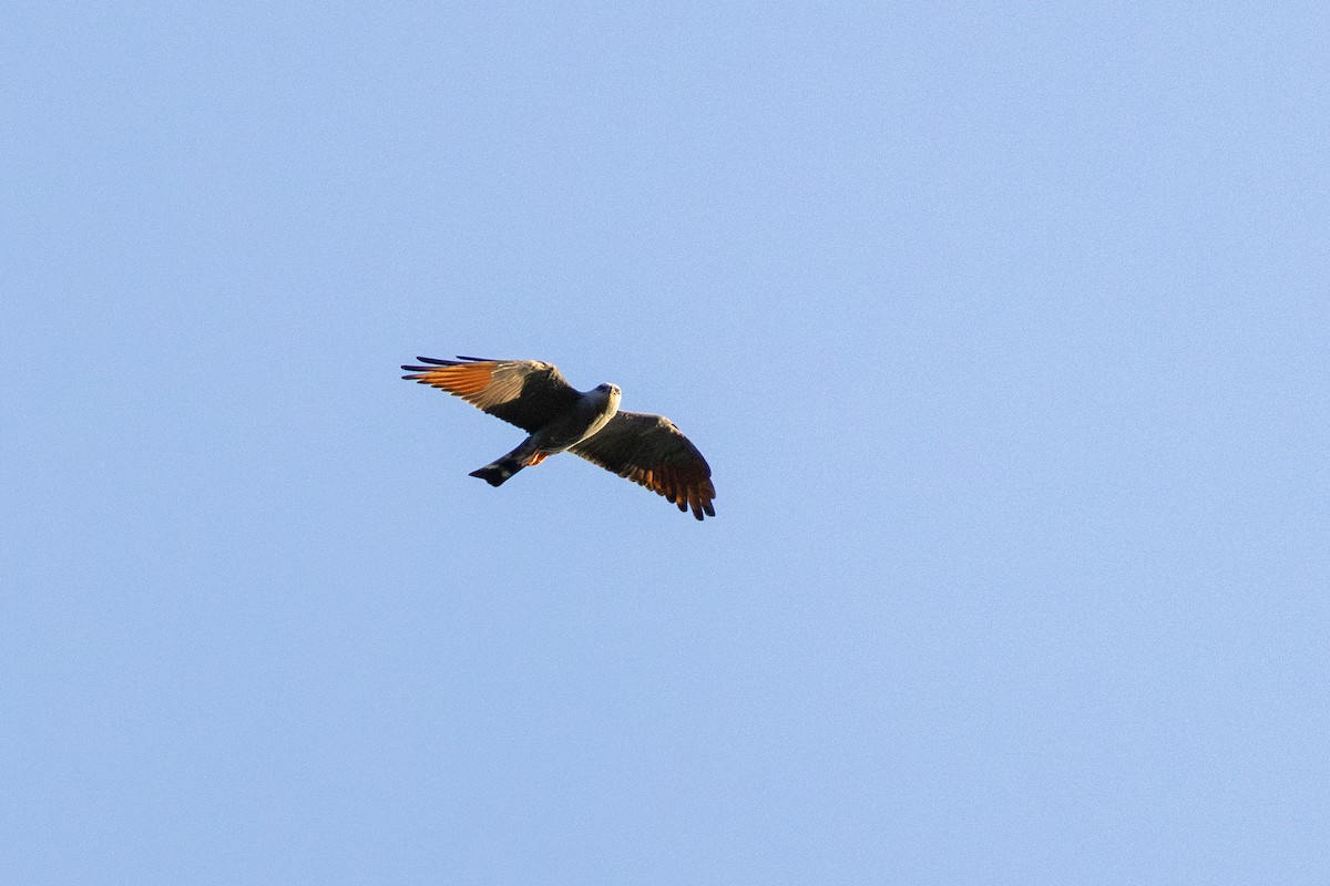 Plumbeous Kite - ML644099710