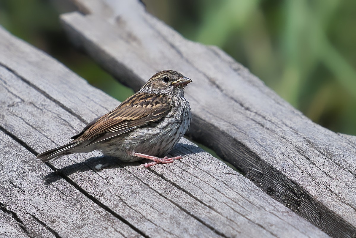 Chipping Sparrow - ML644099714