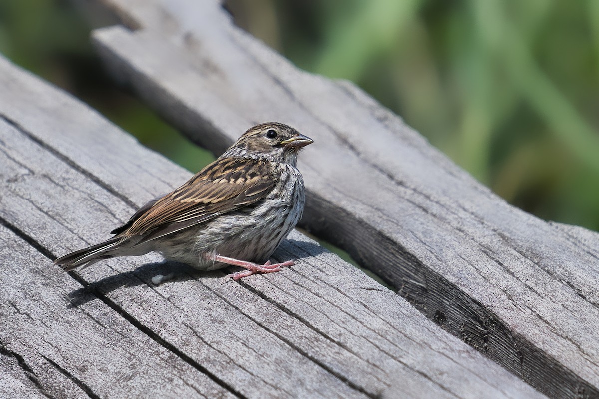 Chipping Sparrow - ML644099715