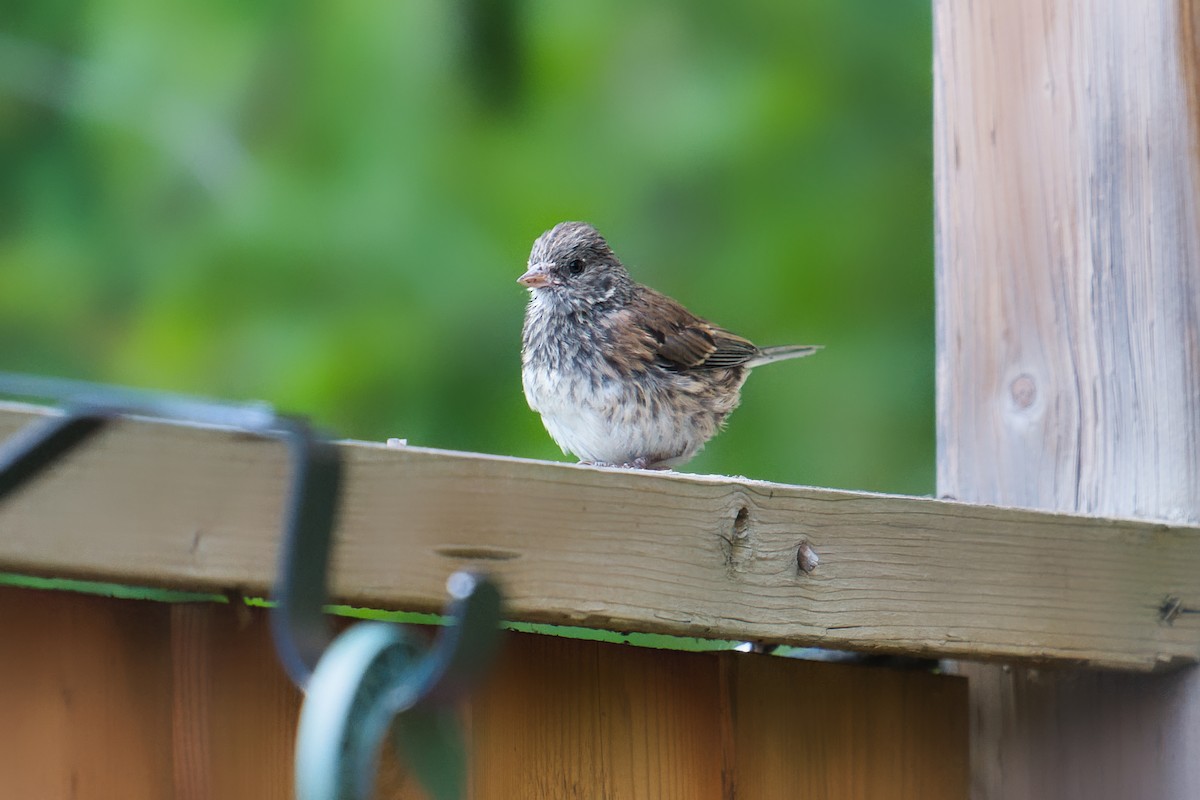 Dark-eyed Junco - ML644099736