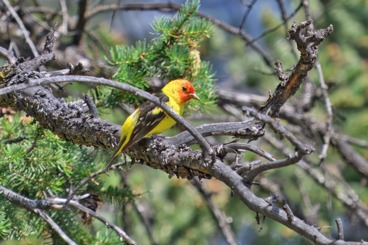 Western Tanager - ML644099743