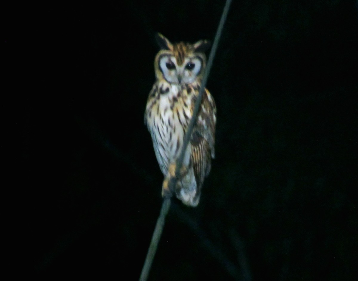 Striped Owl - ML644099744