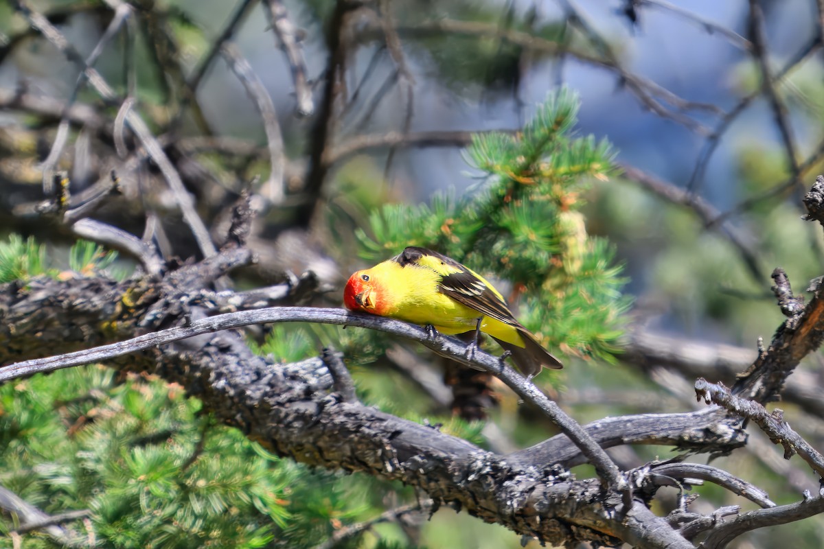 Western Tanager - ML644099745
