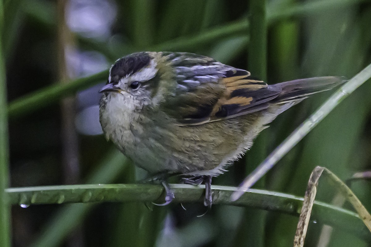 Wren-like Rushbird - ML644099746