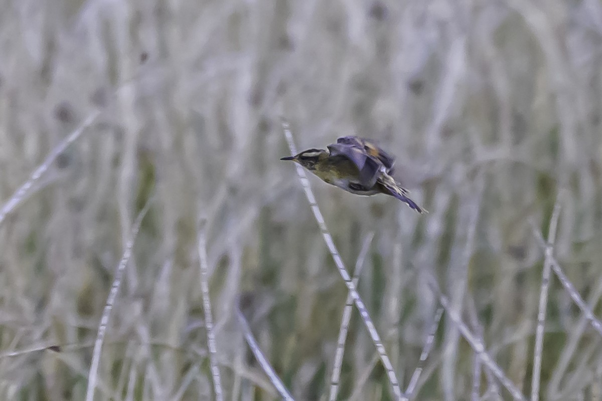 Wren-like Rushbird - ML644099747