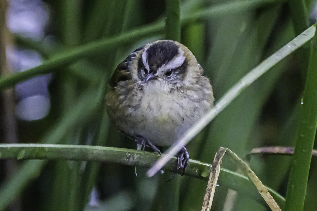Wren-like Rushbird - ML644099748