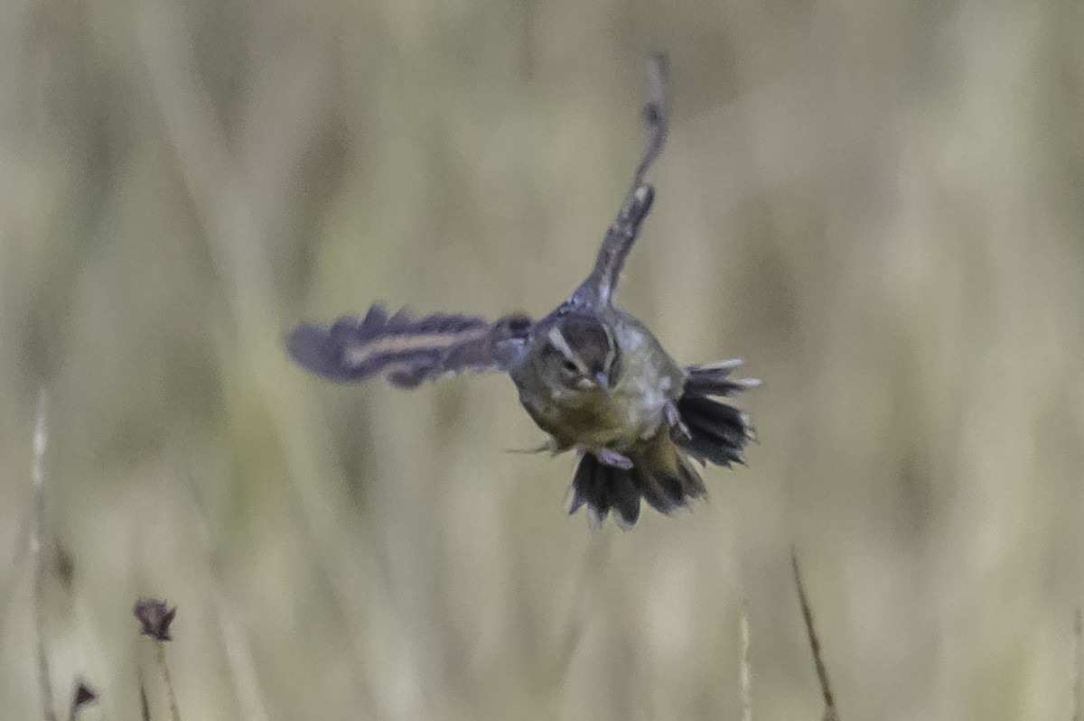Wren-like Rushbird - ML644099749