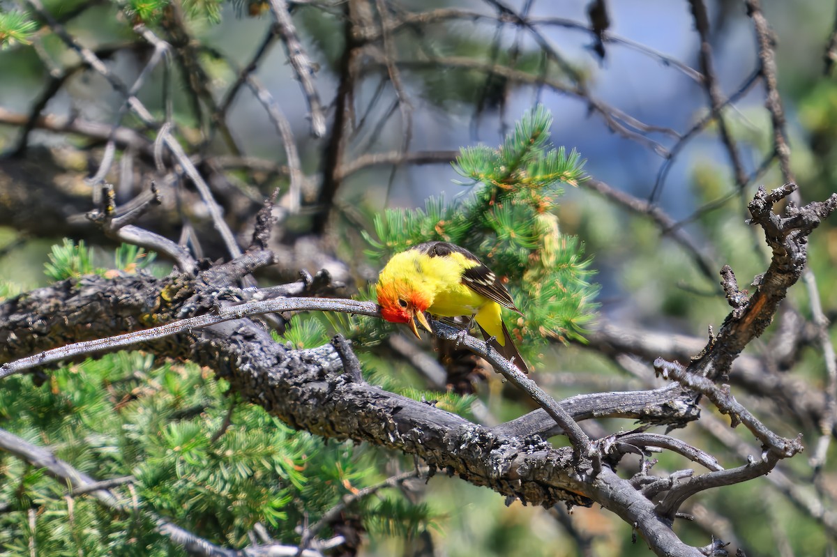 Western Tanager - ML644099750