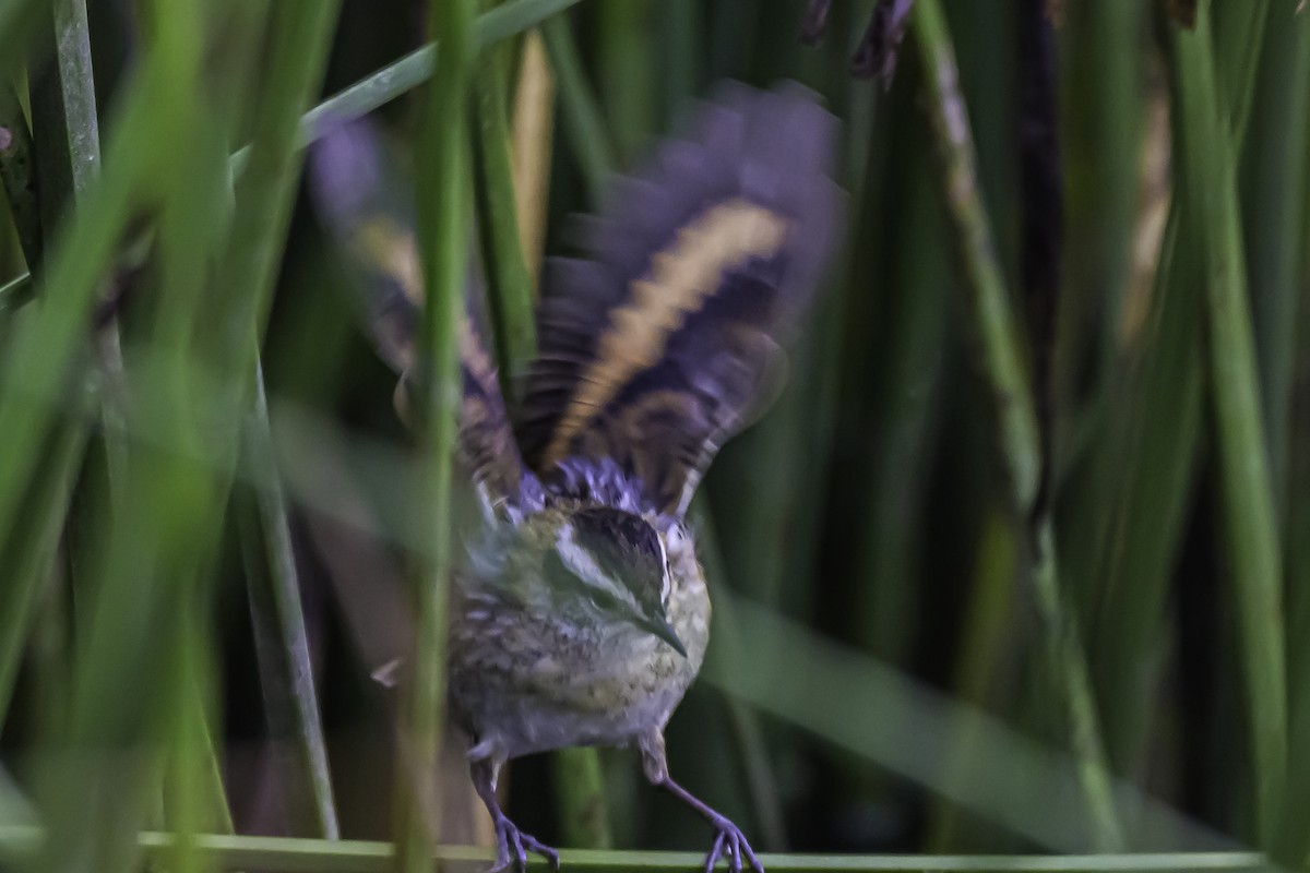 Wren-like Rushbird - ML644099751