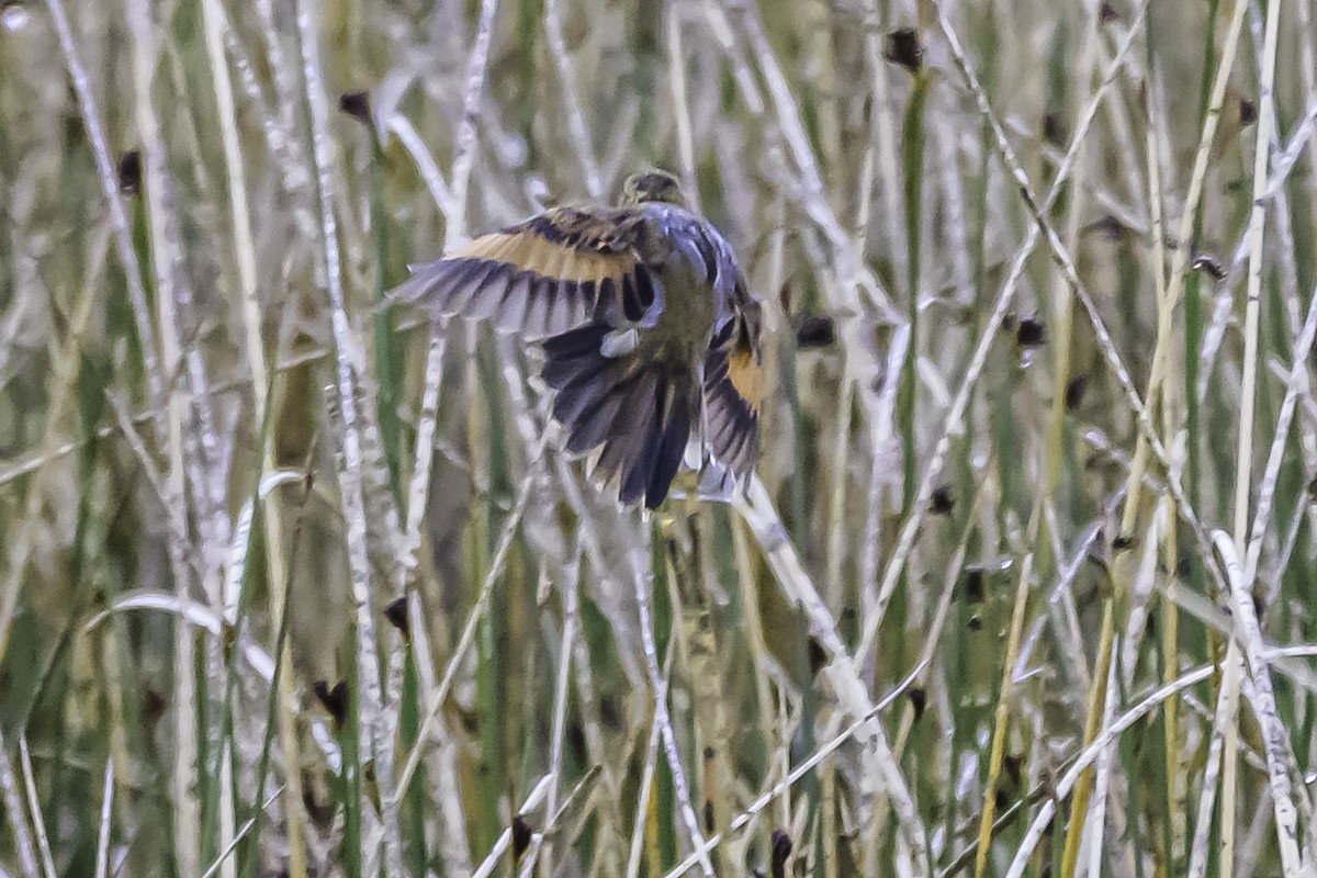 Wren-like Rushbird - ML644099752