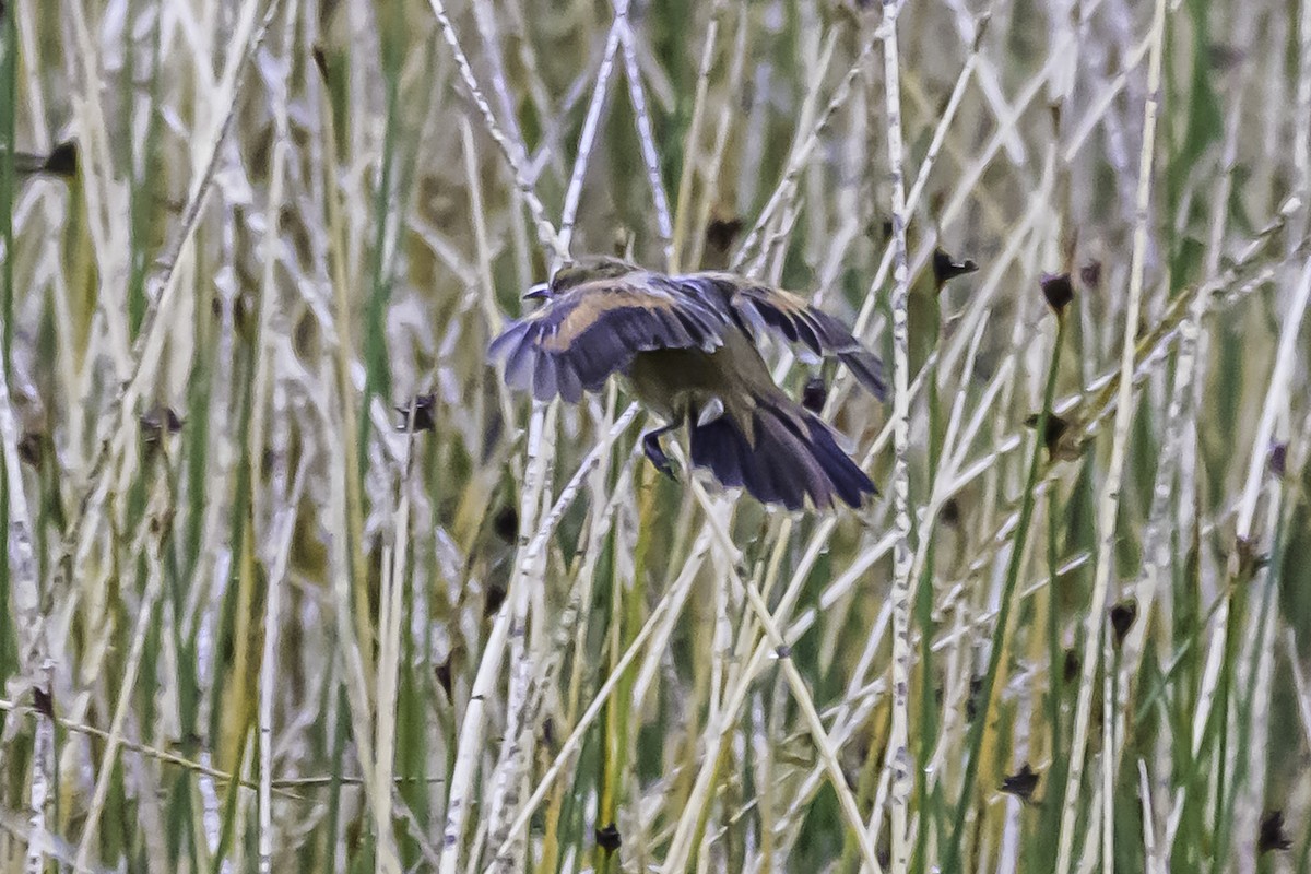 Wren-like Rushbird - ML644099753
