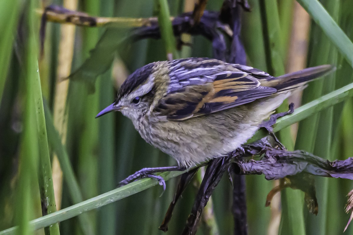 Wren-like Rushbird - ML644099754