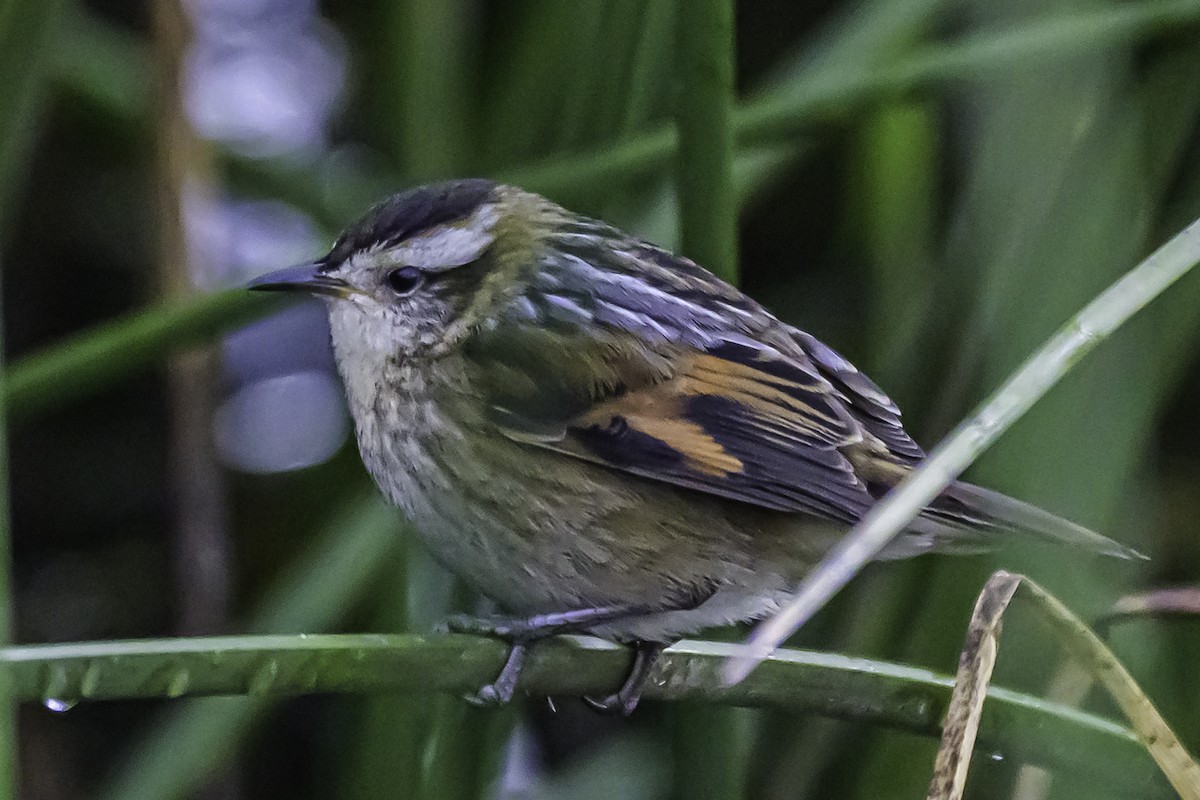 Wren-like Rushbird - ML644099756