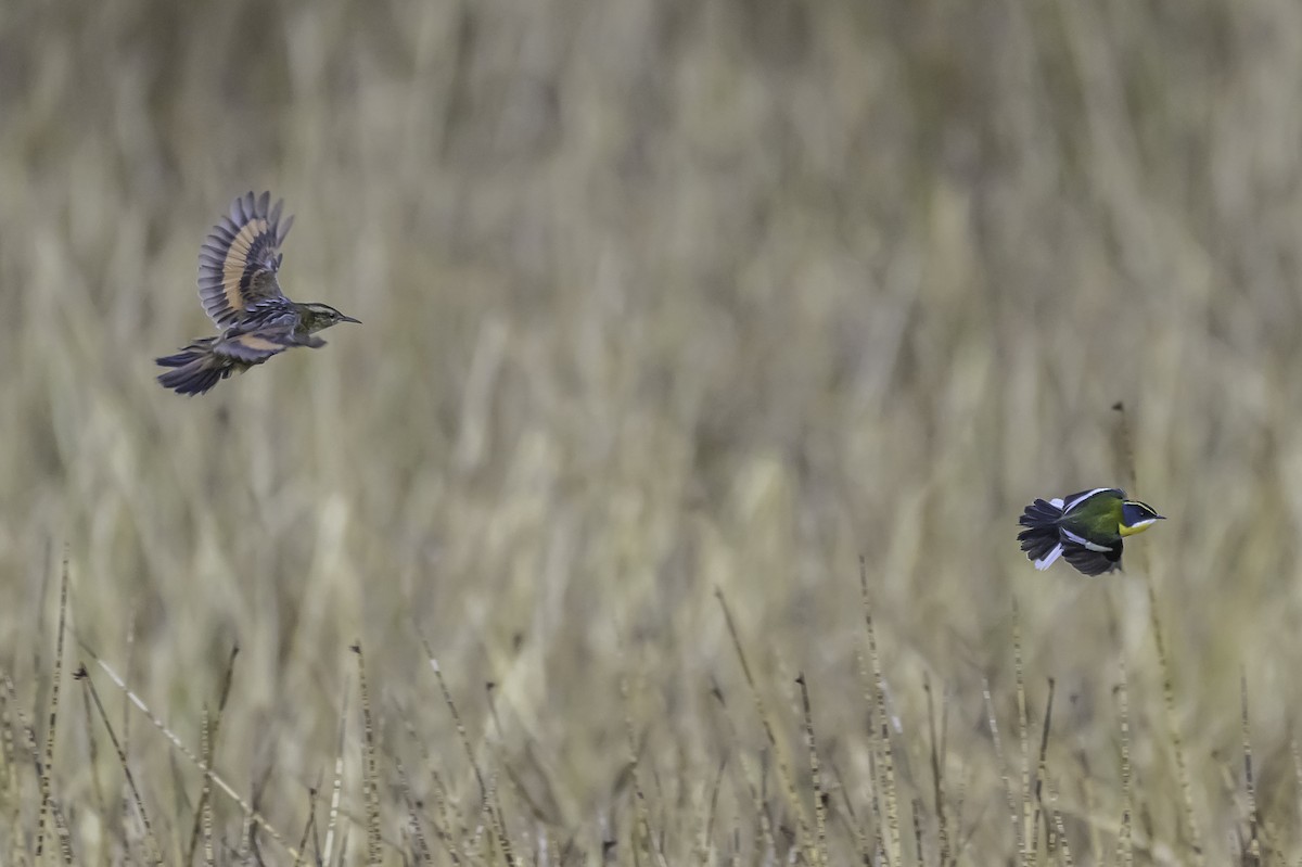 Wren-like Rushbird - ML644099757