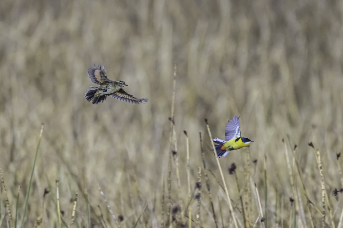 Wren-like Rushbird - ML644099758