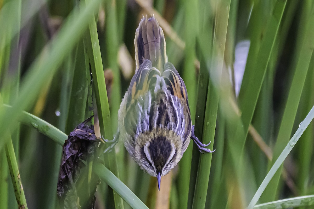 Wren-like Rushbird - ML644099759