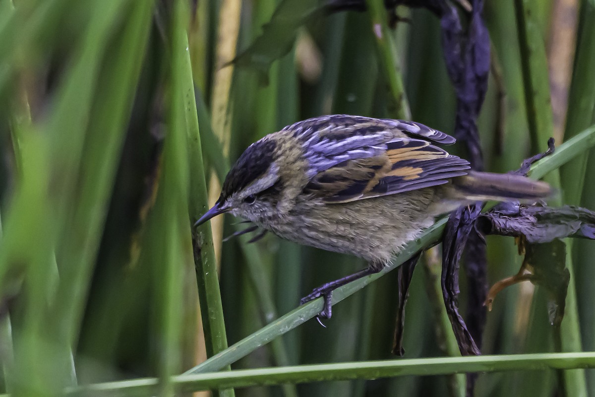 Wren-like Rushbird - ML644099760