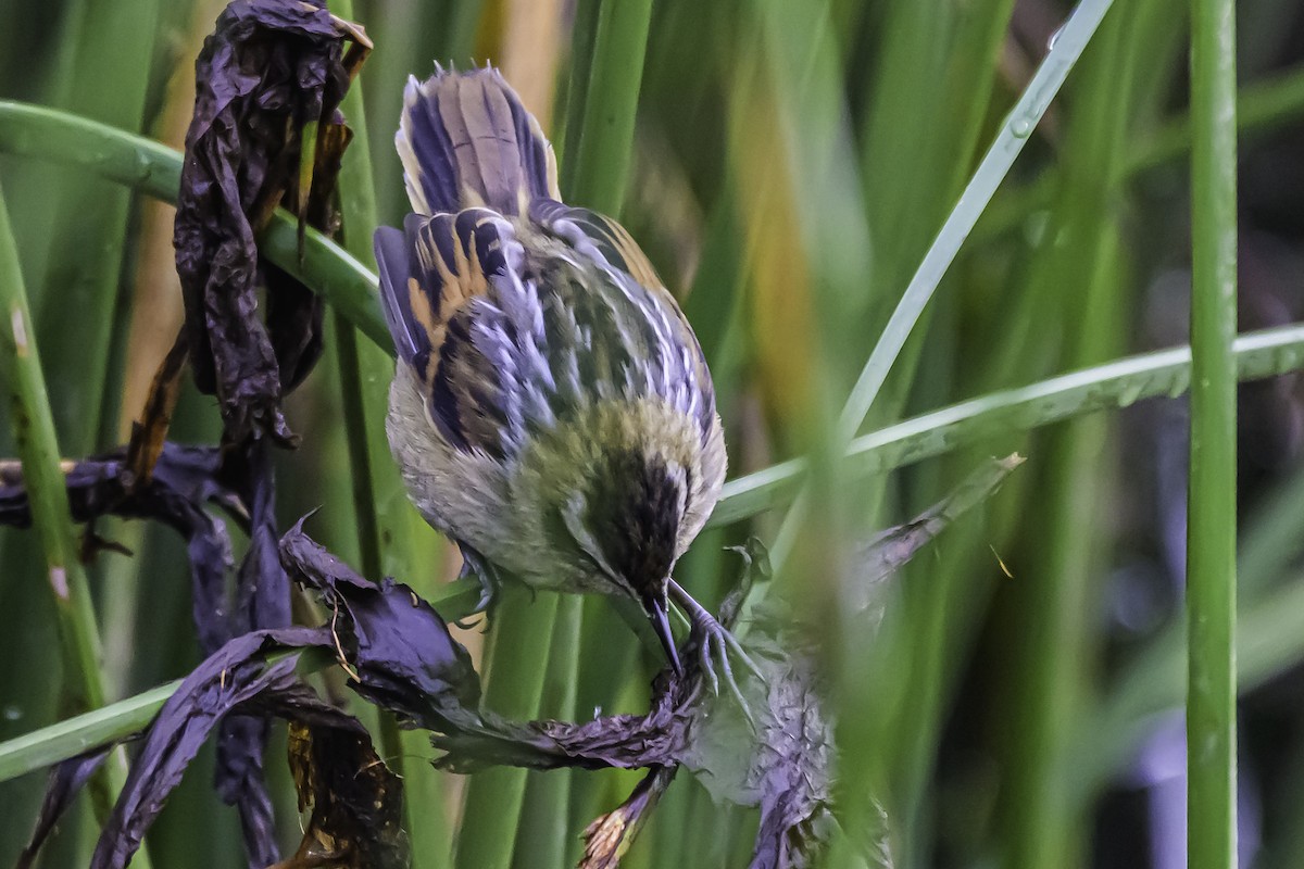 Wren-like Rushbird - ML644099762