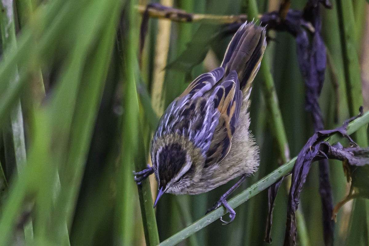 Wren-like Rushbird - ML644099763
