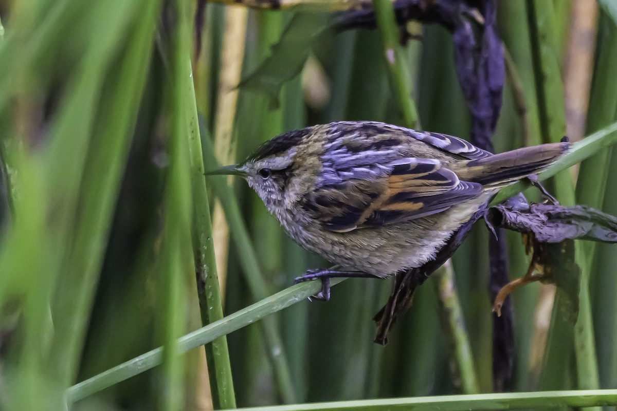 Wren-like Rushbird - ML644099764
