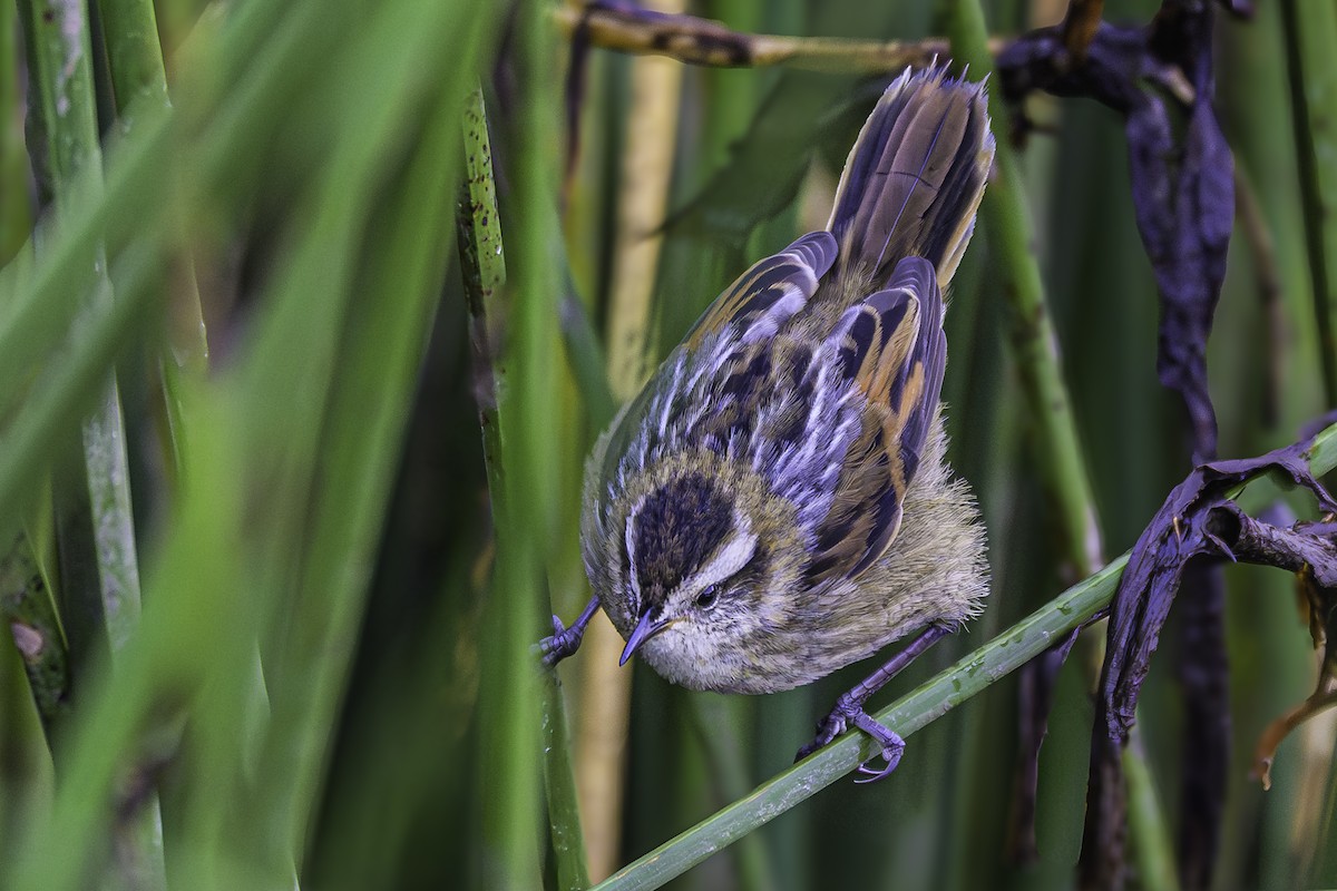 Wren-like Rushbird - ML644099765