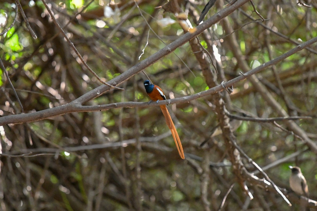 Black-headed Paradise-Flycatcher (Red-bellied) - ML644099792