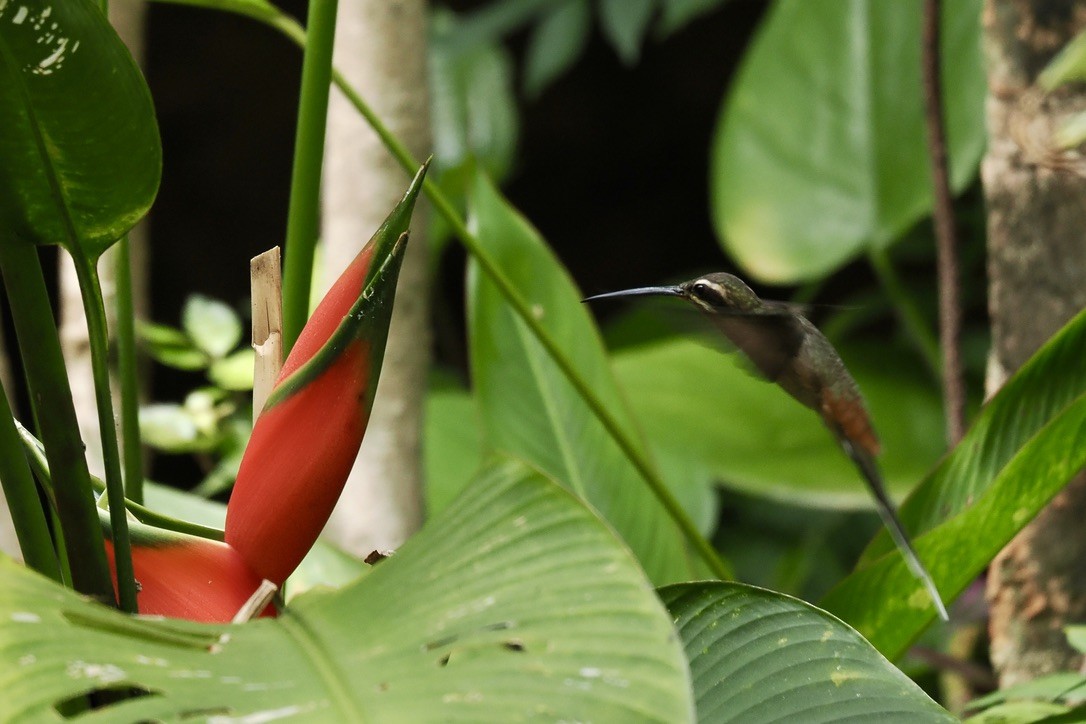 Planalto Hermit - ML644099849