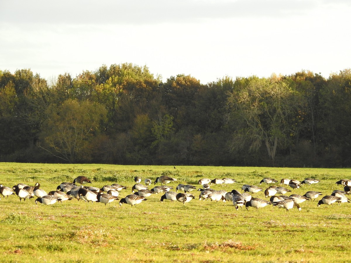 Barnacle Goose - ML644099856