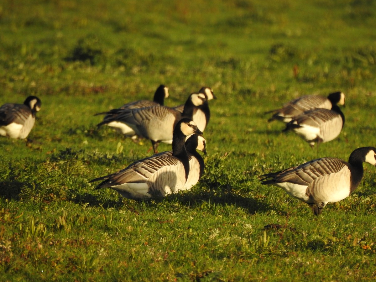 Barnacle Goose - ML644099857