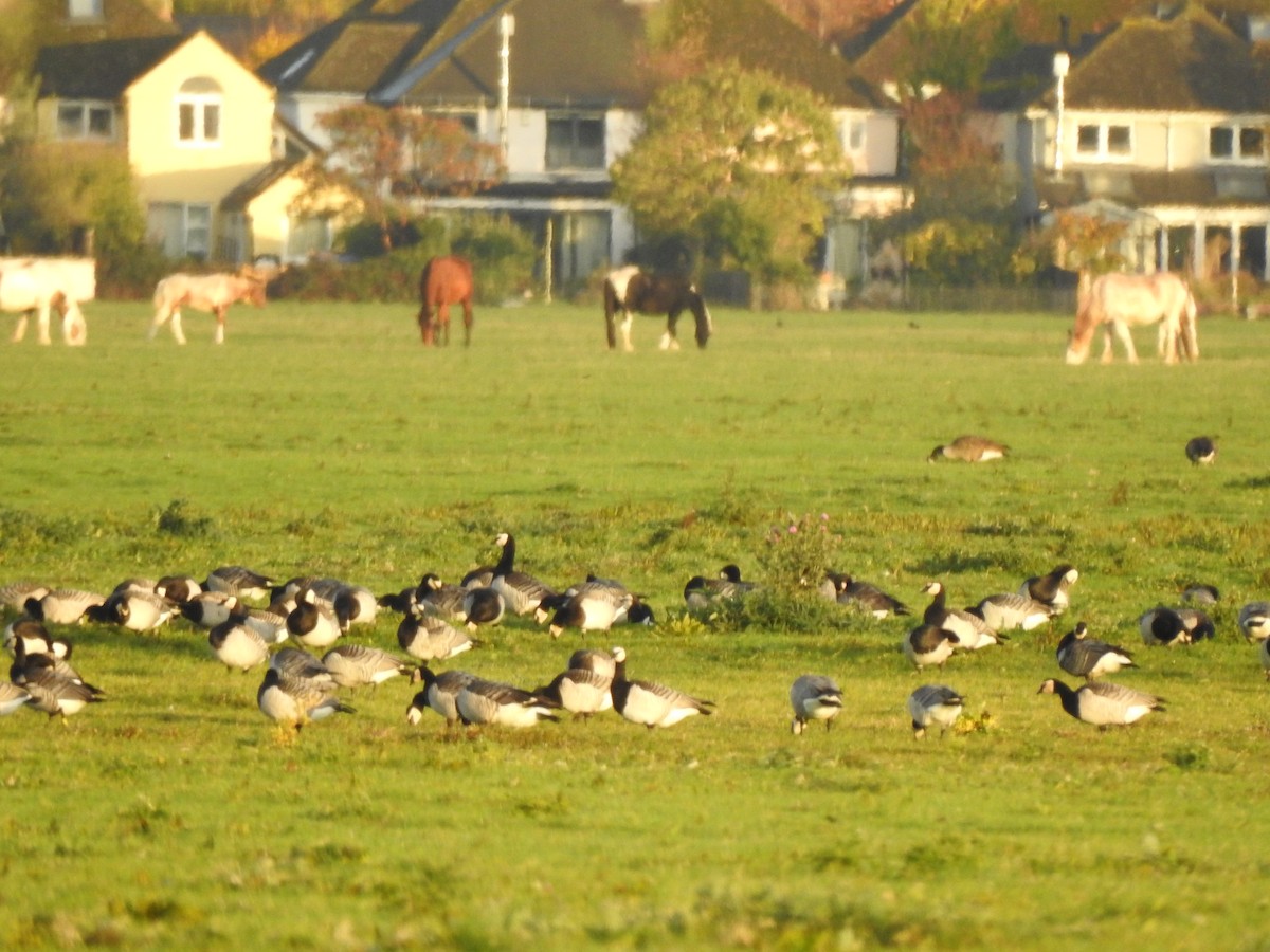Barnacle Goose - ML644099858