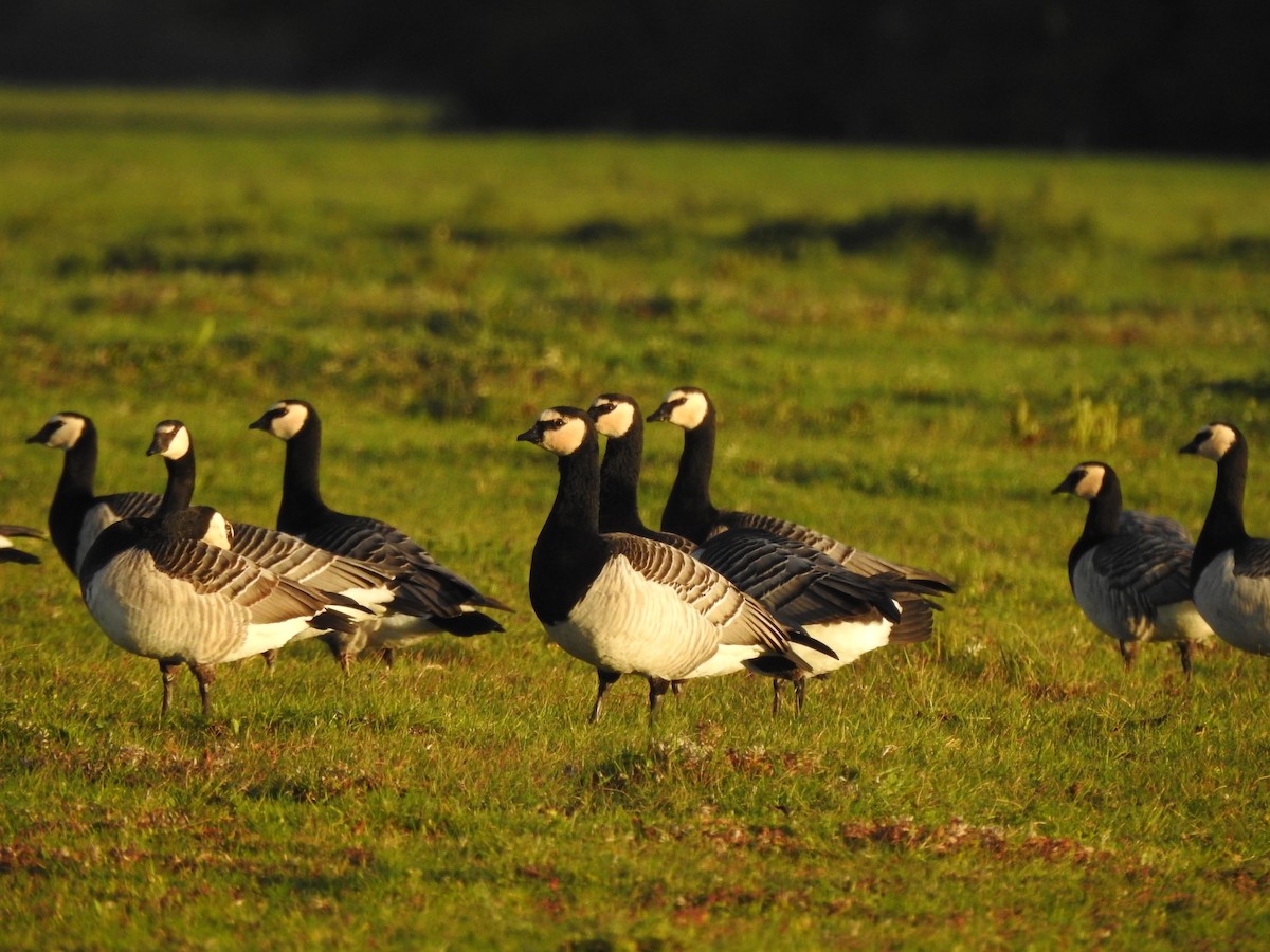 Barnacle Goose - ML644099859