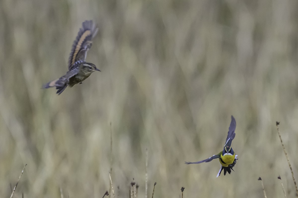 Many-colored Rush Tyrant - ML644099866